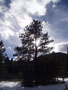 silhouetted tree.jpg